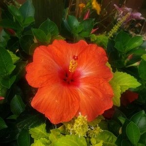 Meet your Posher, Georgia